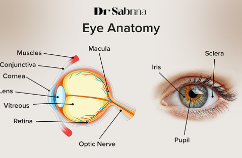 What Is Human Eye Anatomy